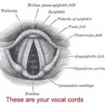 Vocal Cords (looking down the trachea or windpipe)