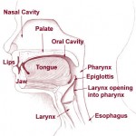 pharynx1