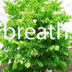breath tree Fresh air is THE best for yoru singing voice!