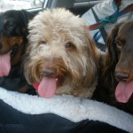 Dogs-Panting Dogs-Panting