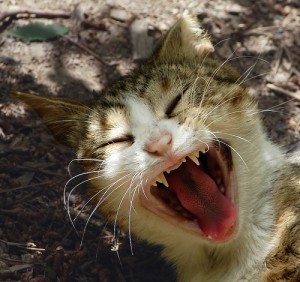 cat-tongue