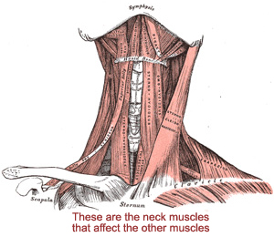 Muscles Throat 53