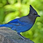 Fearless Voice Power Blue Jay