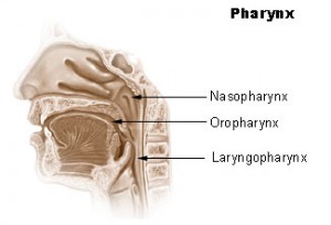 pharynx2