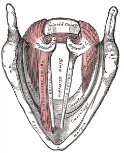 Vocal cord muscles