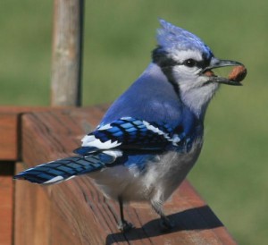 BlueJayPeanut