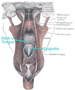 grays-back-tongue